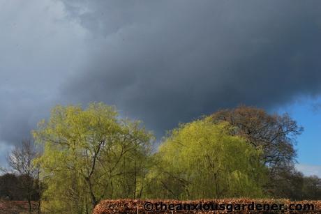 Tending Trees Part 1