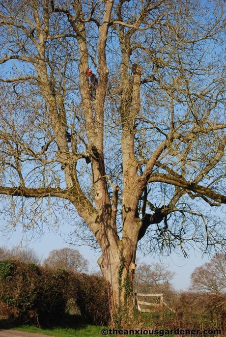 Tending Trees Part 1