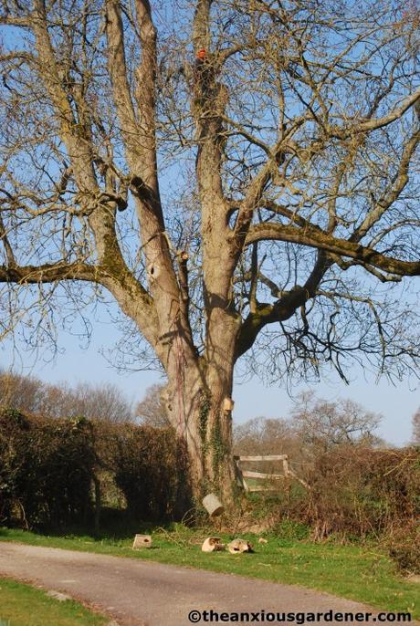 Tending Trees Part 1