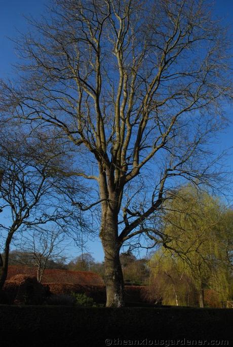 Tending Trees Part 1