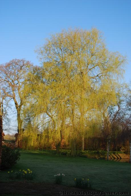 Tending Trees Part 1