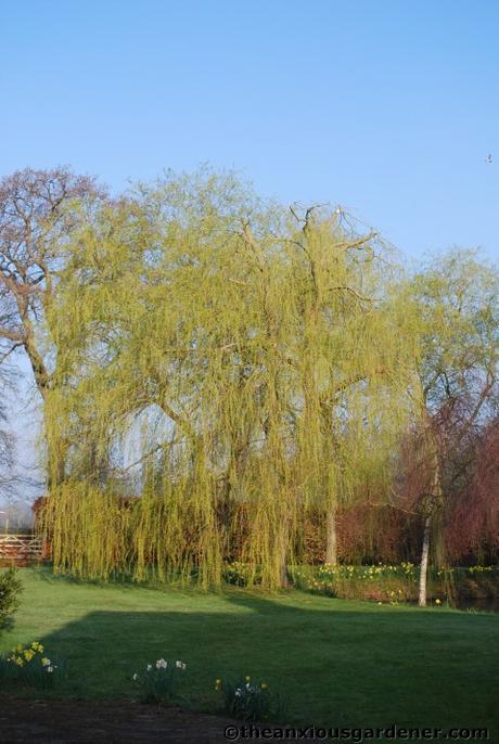 Tending Trees Part 1