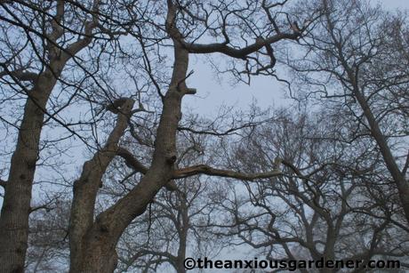 Tending Trees Part 1