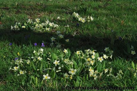 Wild Places, Wild Flowers