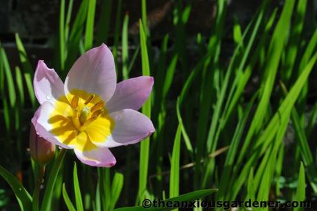 Wild Places, Wild Flowers