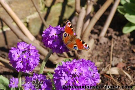 Wild Places, Wild Flowers