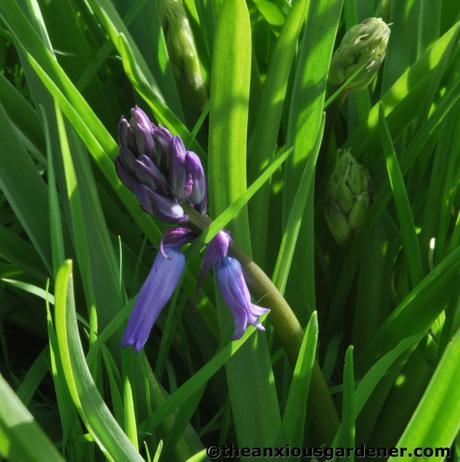 Wild Places, Wild Flowers