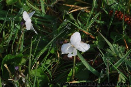 Wild Places, Wild Flowers