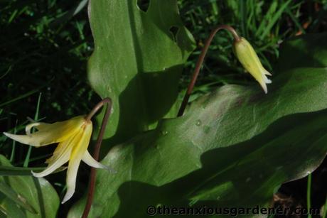 Wild Places, Wild Flowers