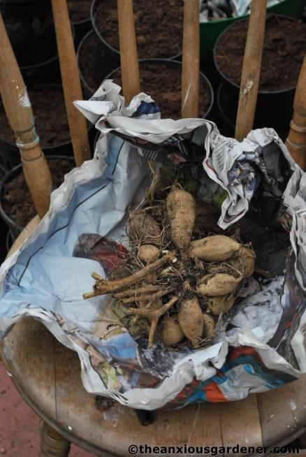 Planning for the Tropical Border