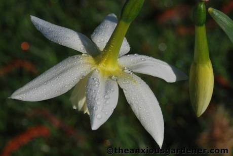 Beauty … and Disappointment
