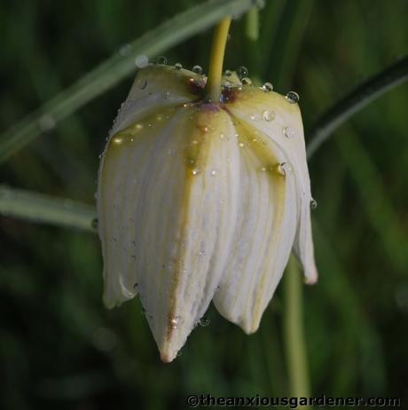 Beauty … and Disappointment