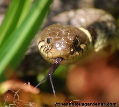 Priory Picture Post # 20