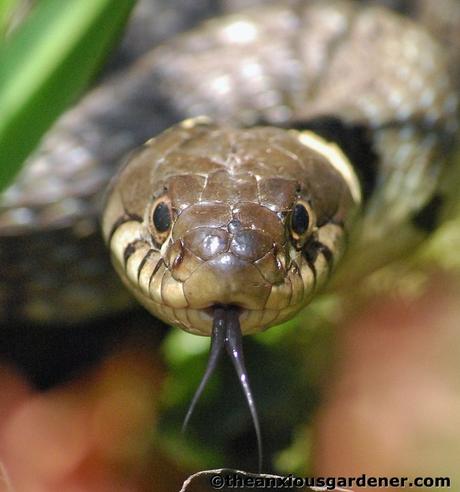 Priory Picture Post # 20