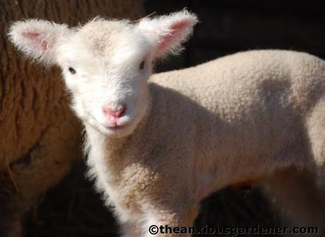 Spring Lambs
