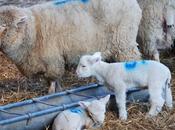 Spring Lambs