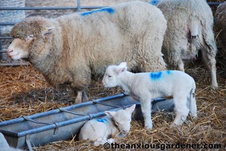 Spring Lambs