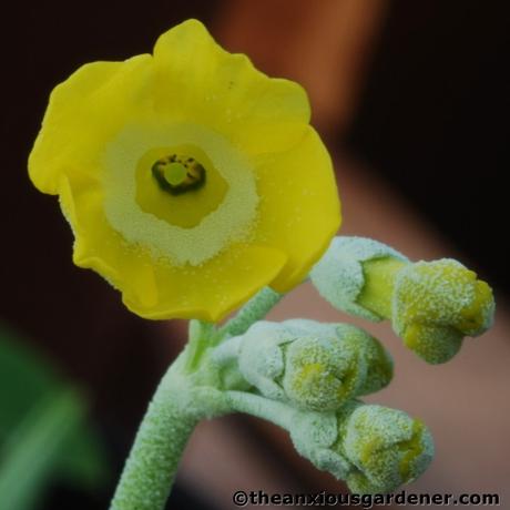 An Auricula Interlude