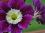 Auricula Interlude