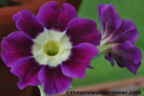 An Auricula Interlude