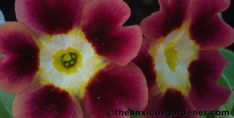 An Auricula Interlude