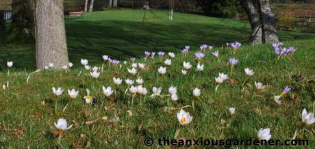 Not Quite Thirteen Ways Of Looking At Crocuses