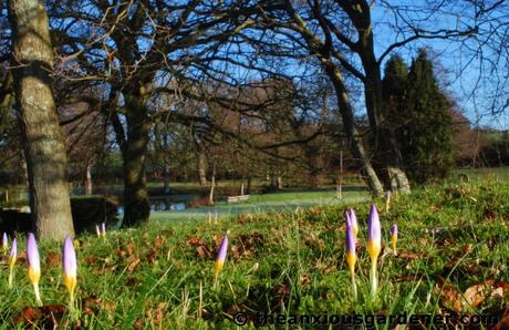 Not Quite Thirteen Ways Of Looking At Crocuses