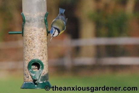 Beaky and the Nest Boxes