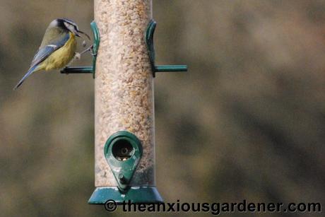 Beaky and the Nest Boxes