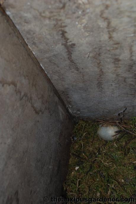 Beaky and the Nest Boxes