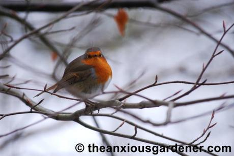 Beaky and the Nest Boxes