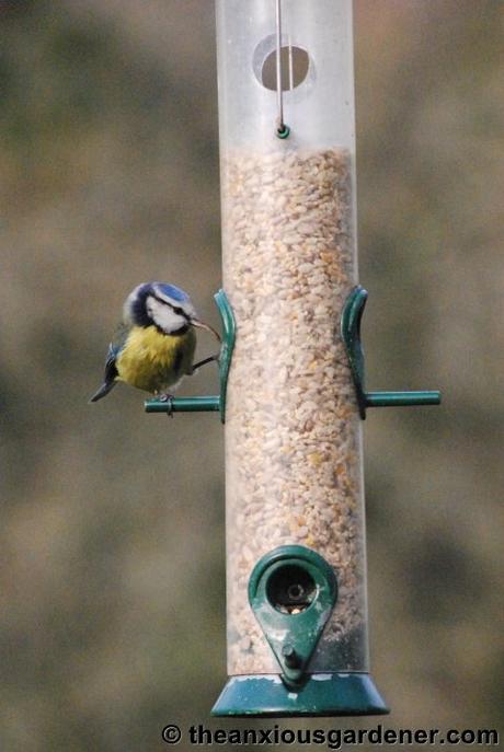 Beaky and the Nest Boxes