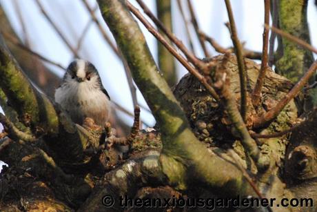 Beaky and the Nest Boxes