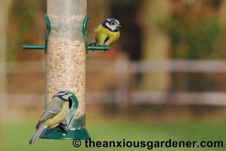 Beaky and the Nest Boxes