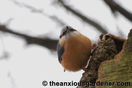 Beaky and the Nest Boxes