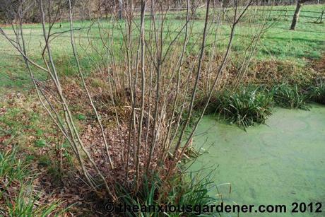 Desuckering Alders and Pollarding Willows