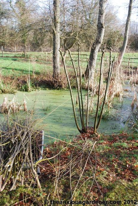 Desuckering Alders and Pollarding Willows