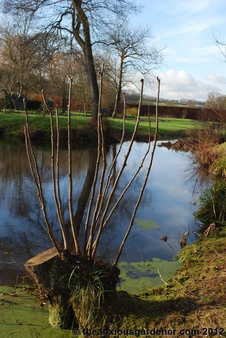 Desuckering Alders and Pollarding Willows