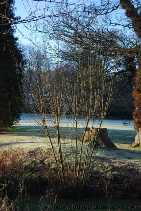 Desuckering Alders and Pollarding Willows