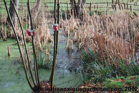 Desuckering Alders and Pollarding Willows