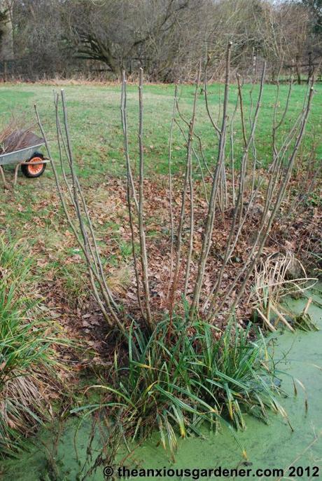 Desuckering Alders and Pollarding Willows