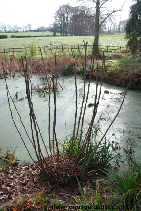 Desuckering Alders and Pollarding Willows
