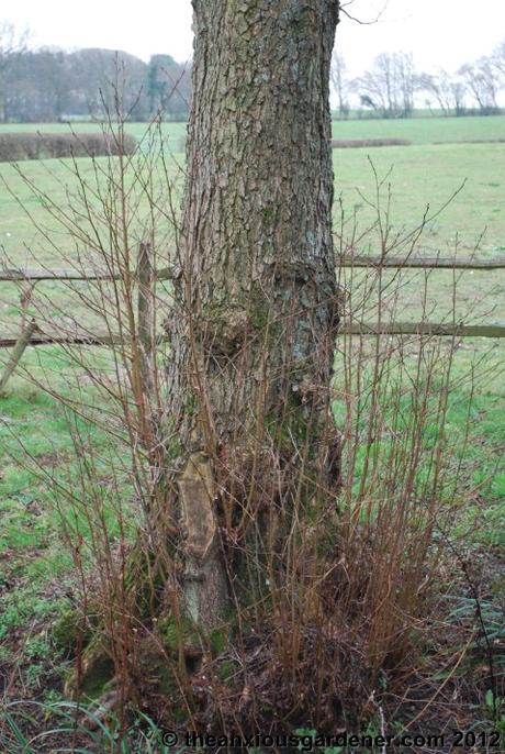 Desuckering Alders and Pollarding Willows