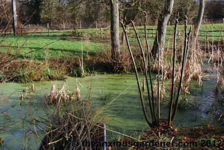 Desuckering Alders and Pollarding Willows