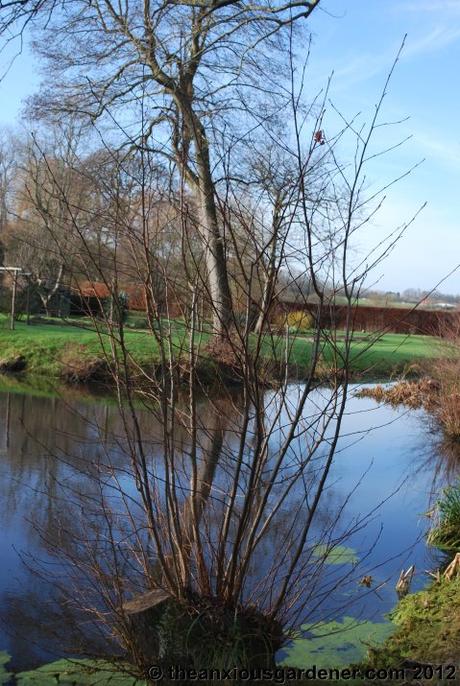 Desuckering Alders and Pollarding Willows