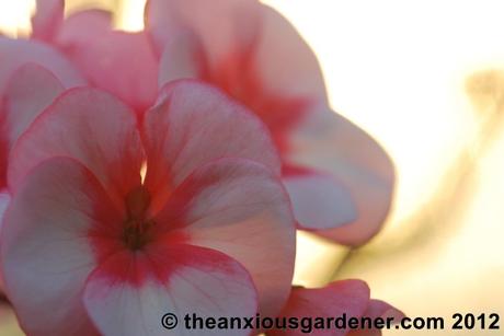 Leaping Into WordPress