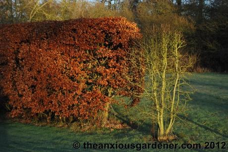 Some Winter Colour (But Frankly Not Much)