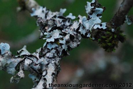 Some Winter Colour (But Frankly Not Much)