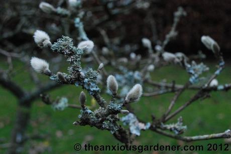 Some Winter Colour (But Frankly Not Much)