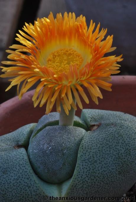 Priory Picture Post # 18